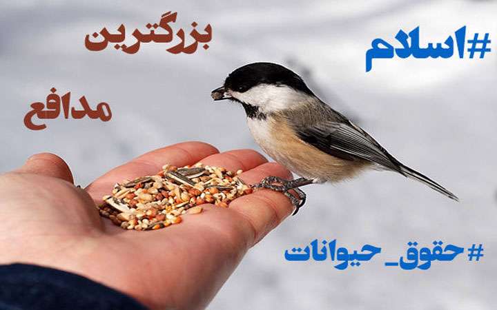 بررسی نگاه فلسفه غرب به حیوانات و مقایسه آن با اسلام بررسی نگاه فلسفه غرب به حیوانات و مقایسه آن با اسلام