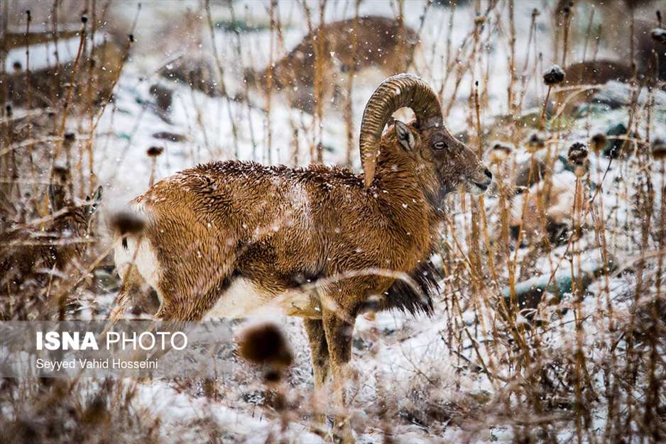 منطقه حفاظت شده ورجین تهران 