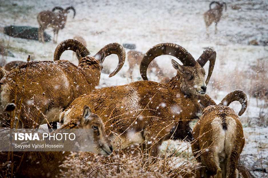 منطقه حفاظت شده ورجین تهران 