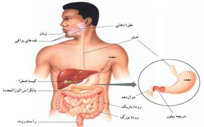 گوارش غذا