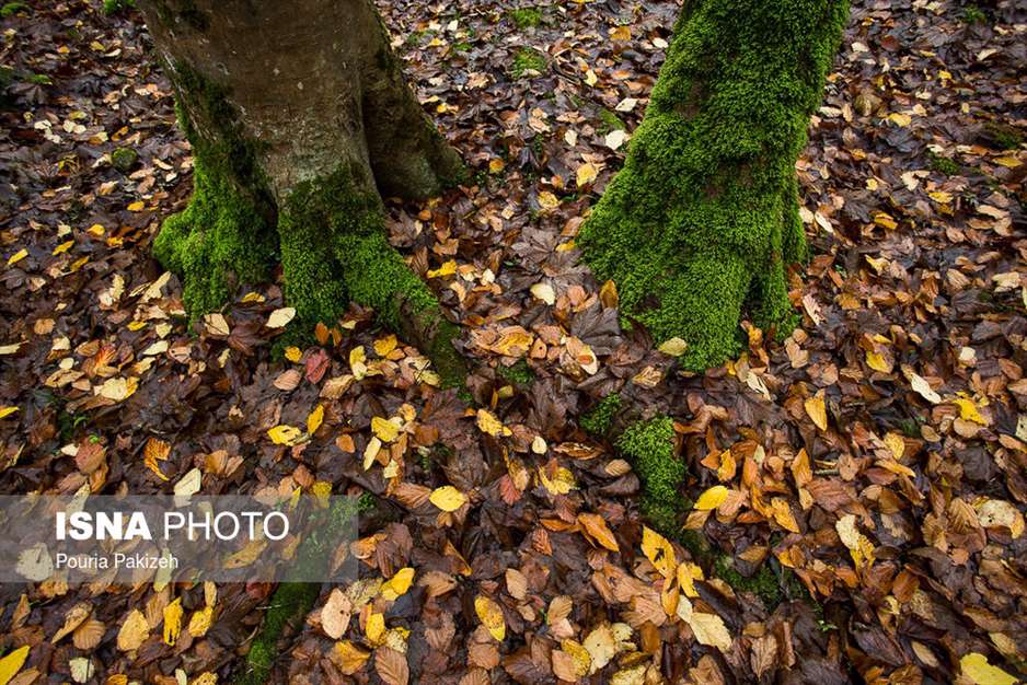 ایران زیباست؛ طبیعت پاییزی «شیرگاه» 