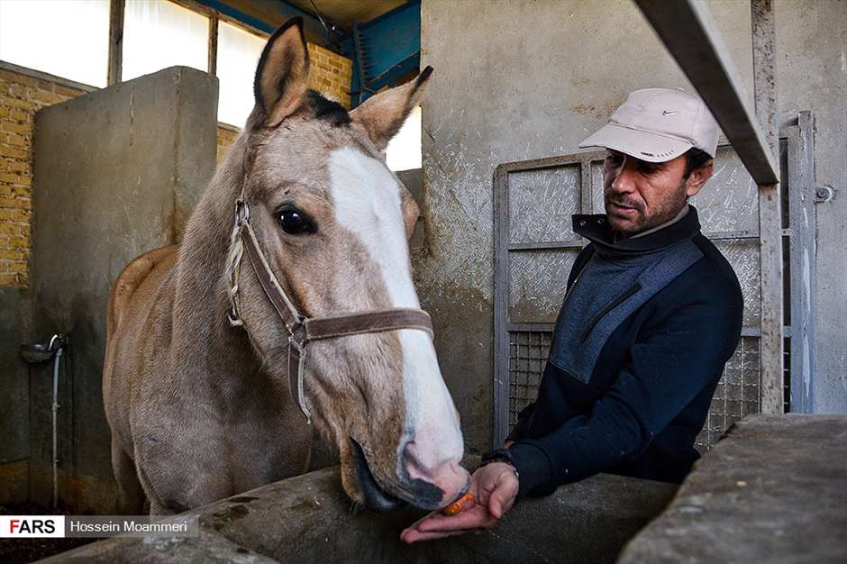 مسابقات پرش با اسب ترکمن در بجنورد