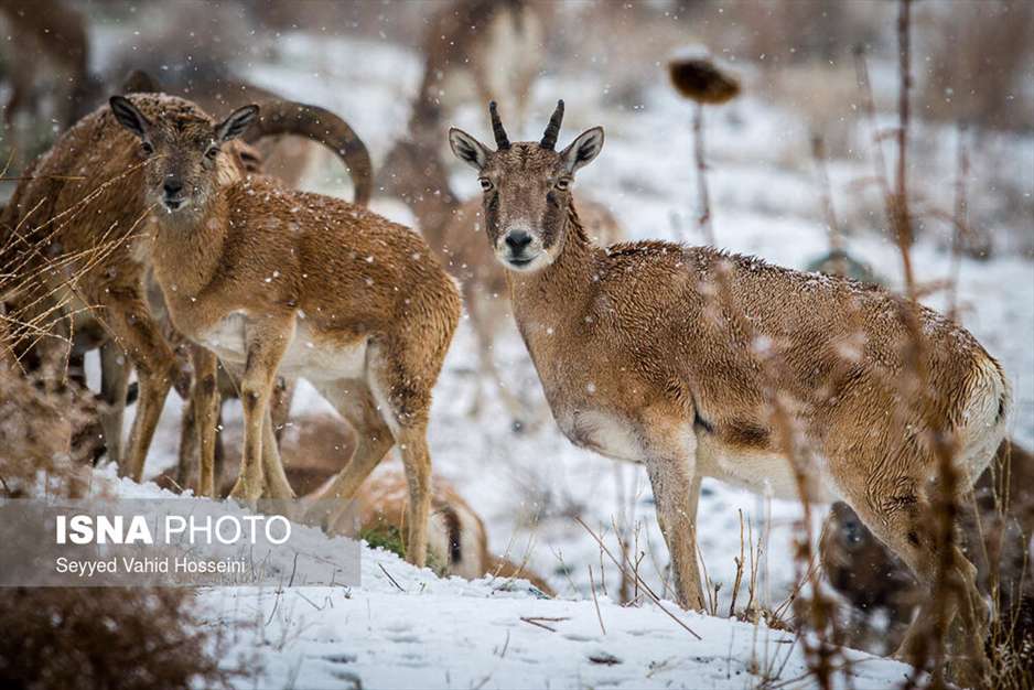 منطقه حفاظت شده ورجین تهران 