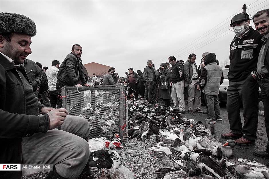 بازار ماکیان در تولَم شهر