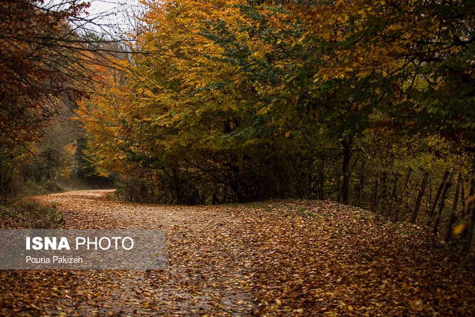 ایران زیباست؛ طبیعت پاییزی «شیرگاه» 