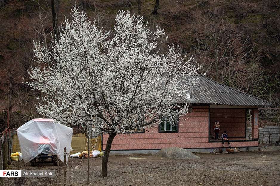 شکوفه های بهاری 