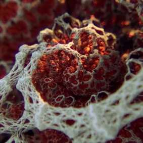 میدونستین عضلات چشم انسان این‌جوری منقبص و منبسط میشن؟