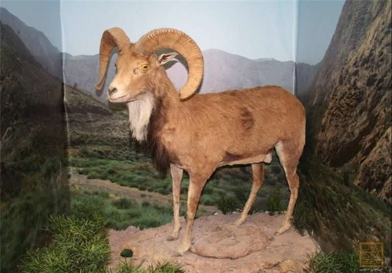 موزه حیات وحش بیرجند موزه حیات وحش بیرجند