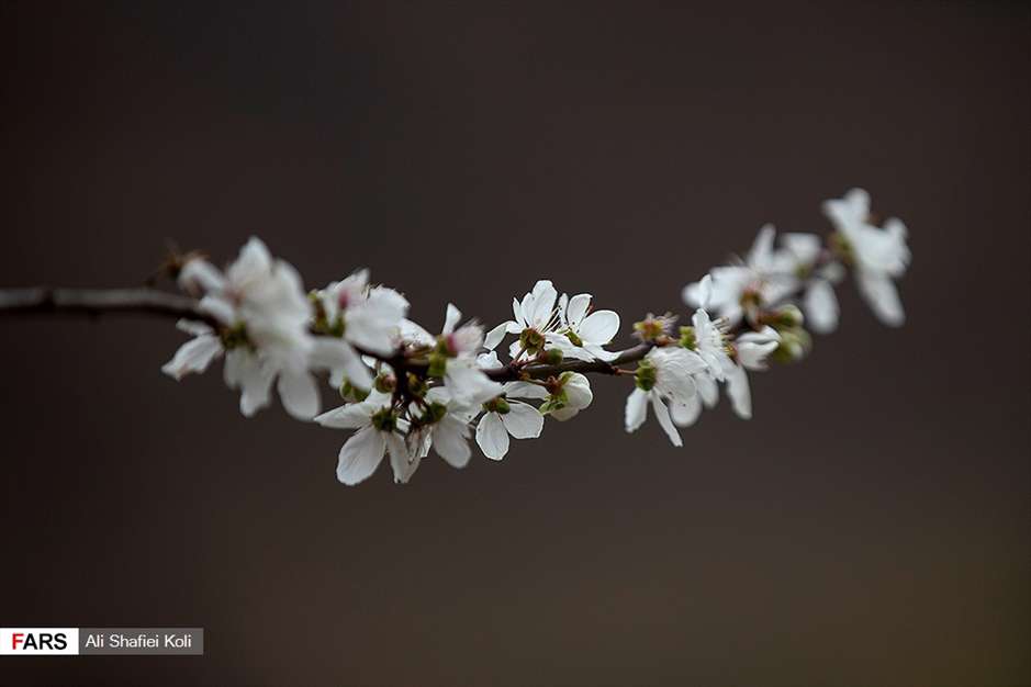 شکوفه های بهاری 