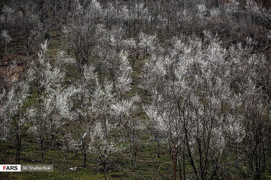 شکوفه های بهاری 