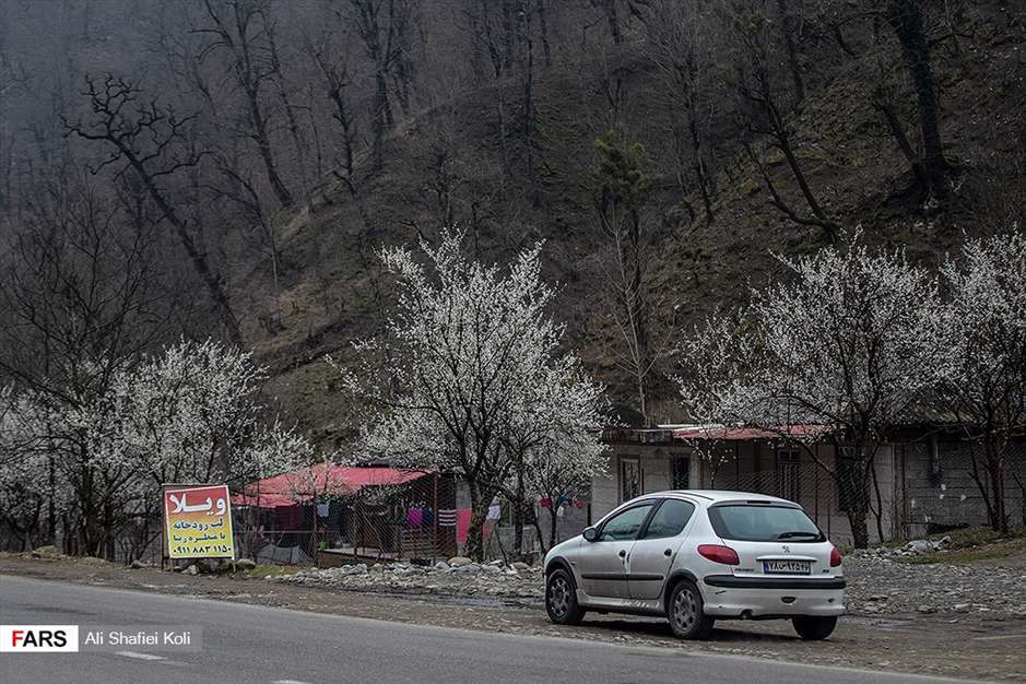 شکوفه های بهاری 