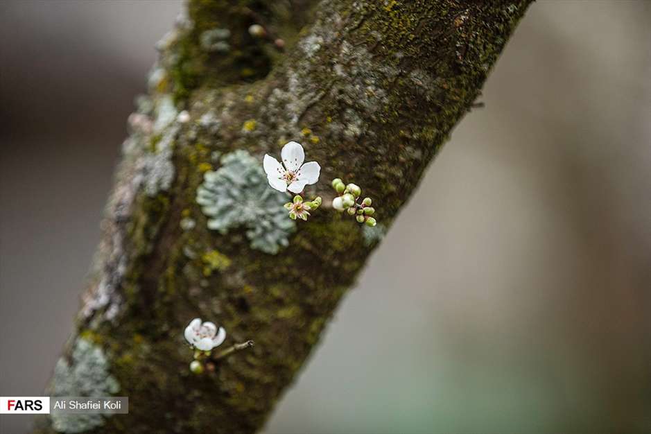 شکوفه های بهاری 