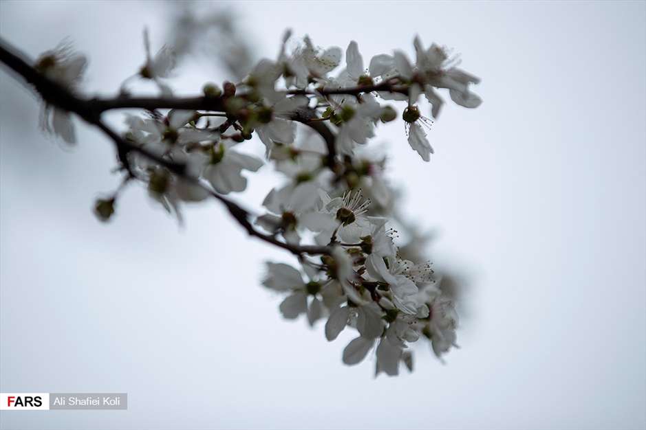 شکوفه های بهاری 