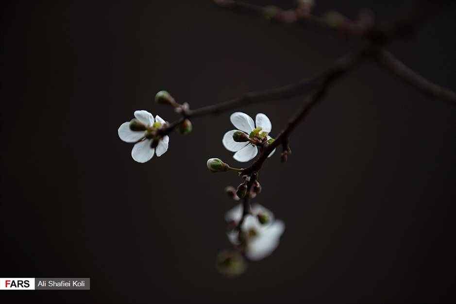 شکوفه های بهاری 