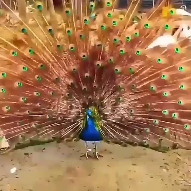 پرهای زیبای طاووس