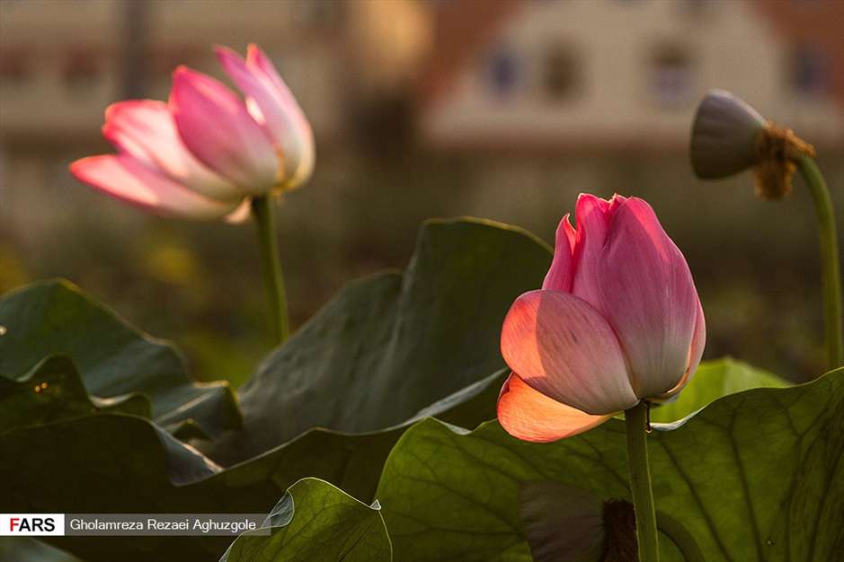 مازندران؛ استان چشم نواز شمال ایران