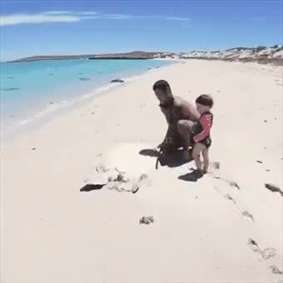 نجات لاک پشت