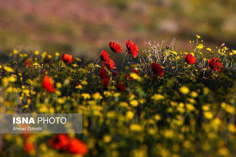 دشت شقایق وحشی حوالی تهران 