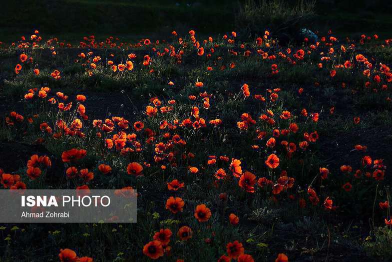 دشت شقایق وحشی حوالی تهران 