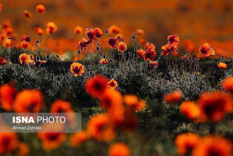 دشت شقایق وحشی حوالی تهران 