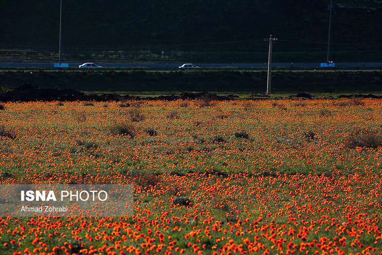 دشت شقایق وحشی حوالی تهران 