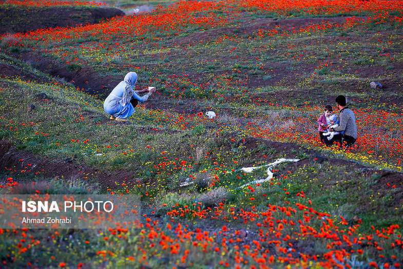 دشت شقایق وحشی حوالی تهران 