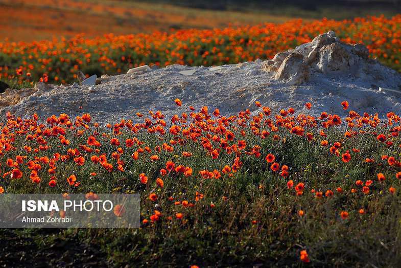 دشت شقایق وحشی حوالی تهران 