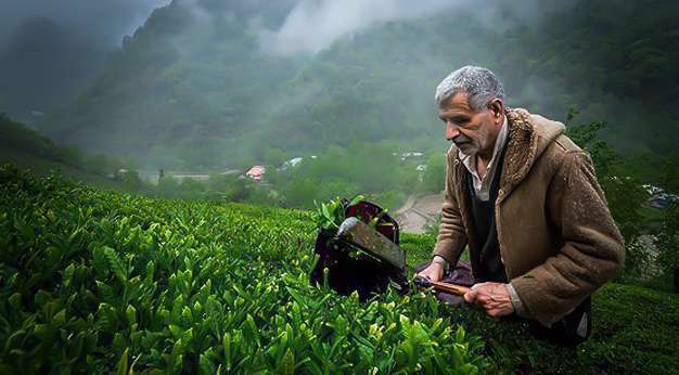 برداشت چای