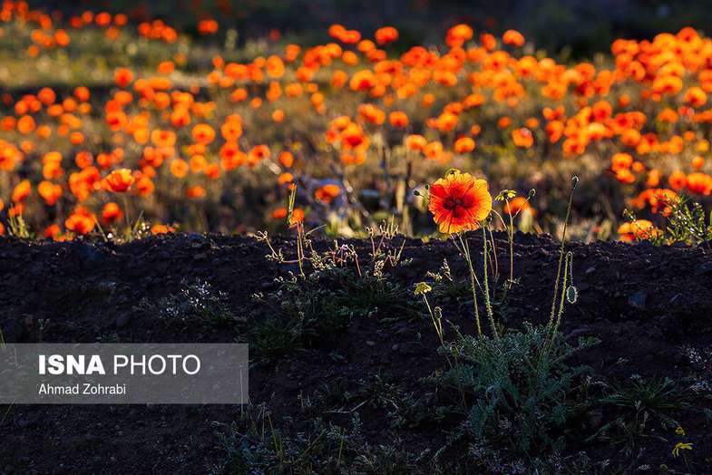 دشت شقایق وحشی حوالی تهران 