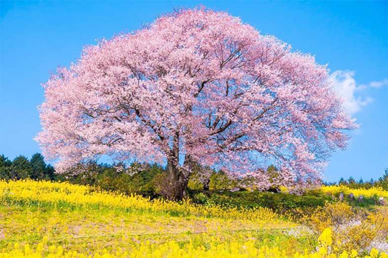 عروس چشم بادامی‌ها را ببینید 