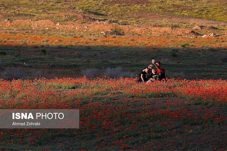 دشت شقایق وحشی حوالی تهران 