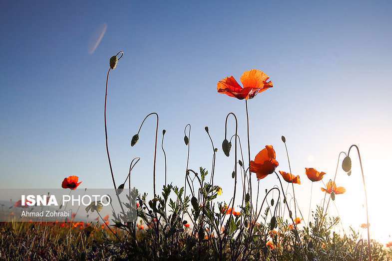 دشت شقایق وحشی حوالی تهران 