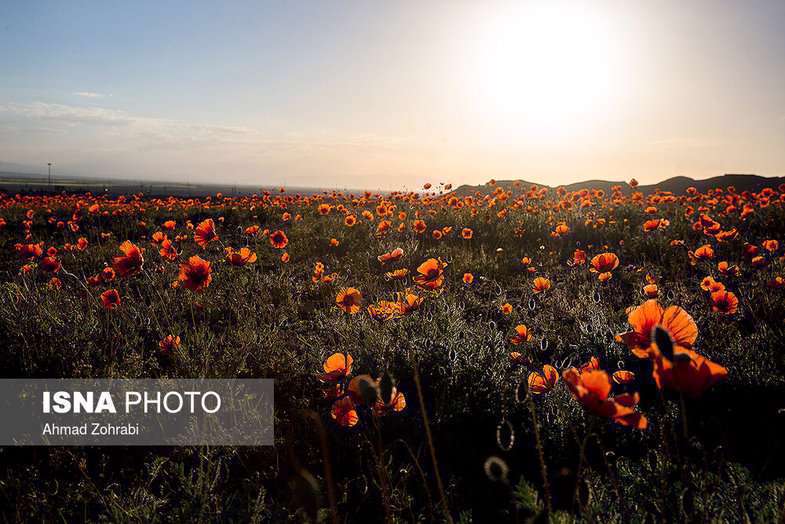 دشت شقایق وحشی حوالی تهران 