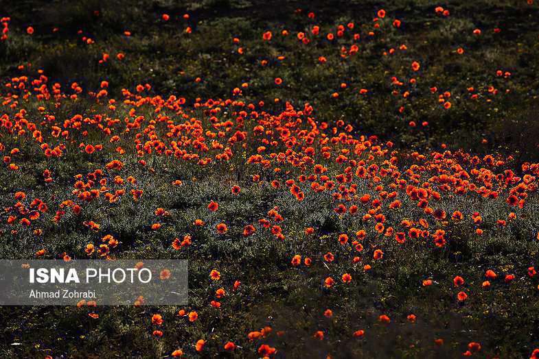 دشت شقایق وحشی حوالی تهران 