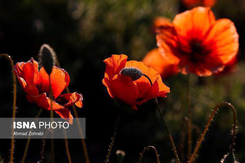 دشت شقایق وحشی حوالی تهران 