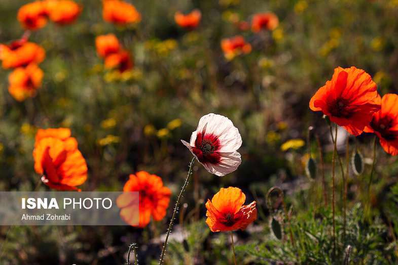دشت شقایق وحشی حوالی تهران 