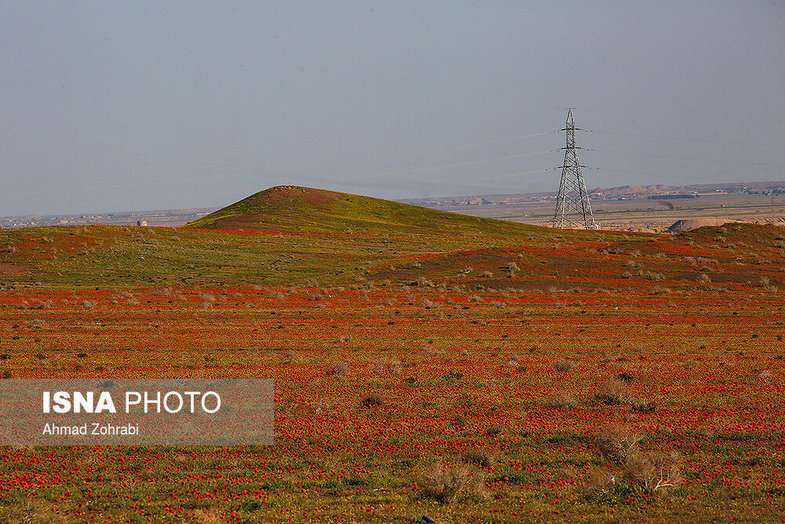دشت شقایق وحشی حوالی تهران 