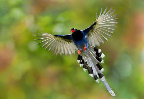  عکسهای پرندگان زیبا در فصل بهار