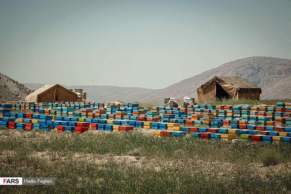 پرورش زنبور عسل