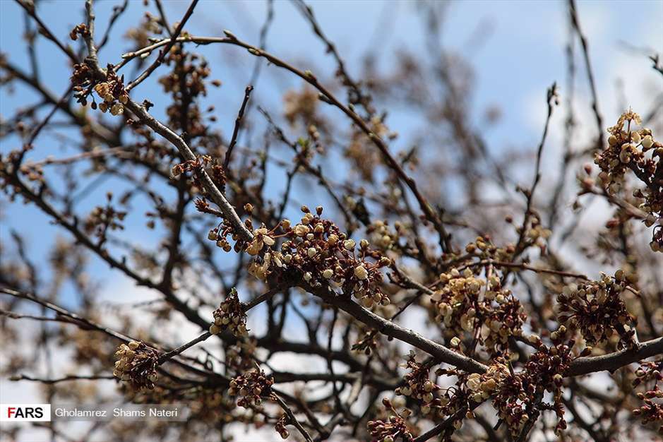 كوچ آرام بهار 