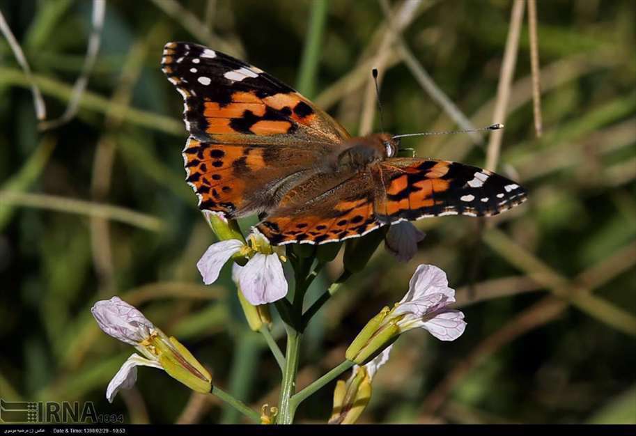 پرواز پروانه ها در آسمان تهران، اراک و سمنان