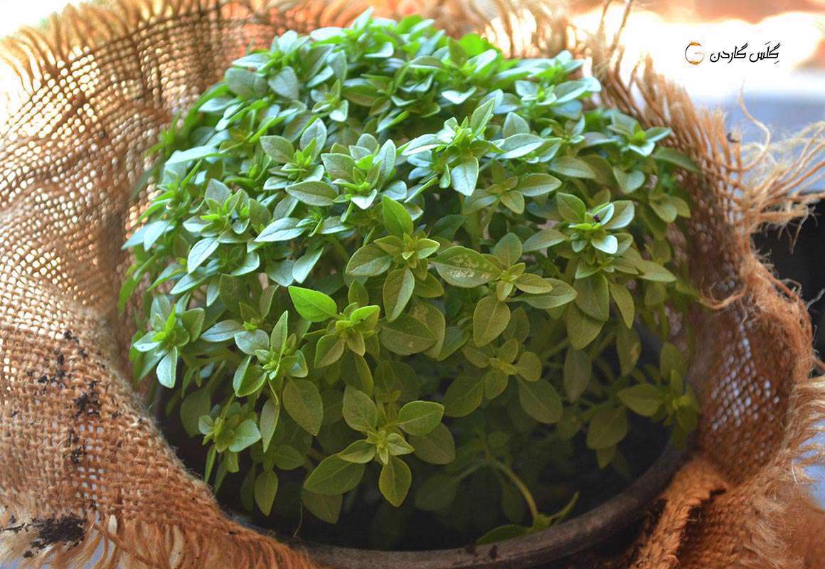 سبزی