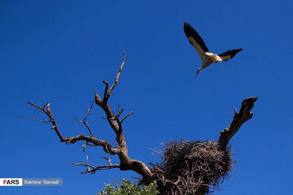 مهمانان بهاری « بیلو »
