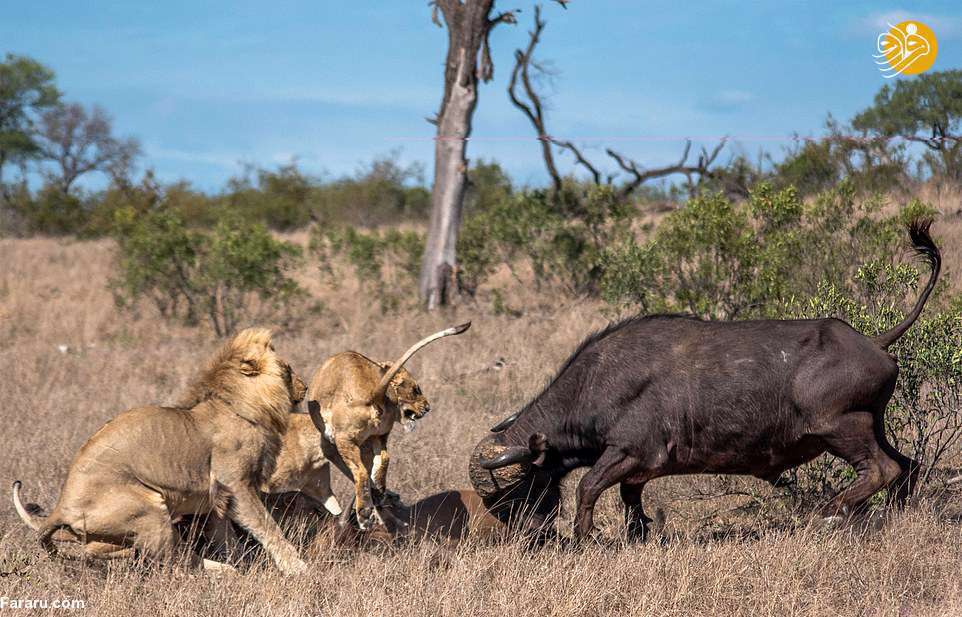 نبرد حماسی بوفالوها با شیرهای گرسنه 