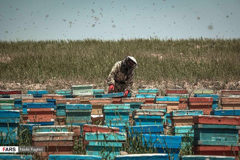 پرورش زنبور عسل