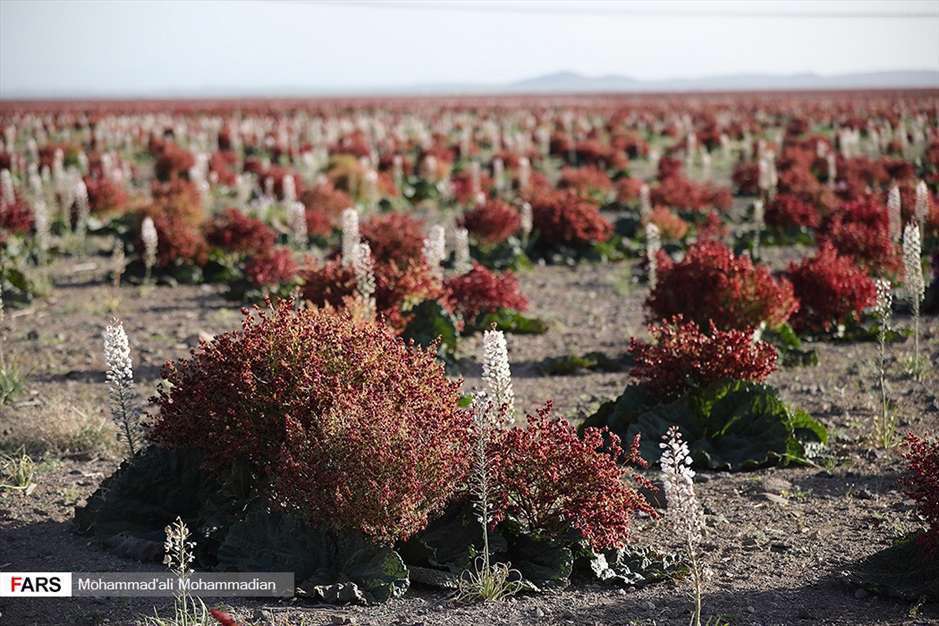 دشت «ریواس» شهر بابک