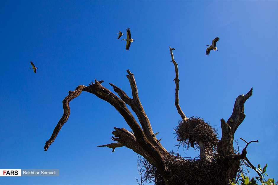 مهمانان بهاری « بیلو »
