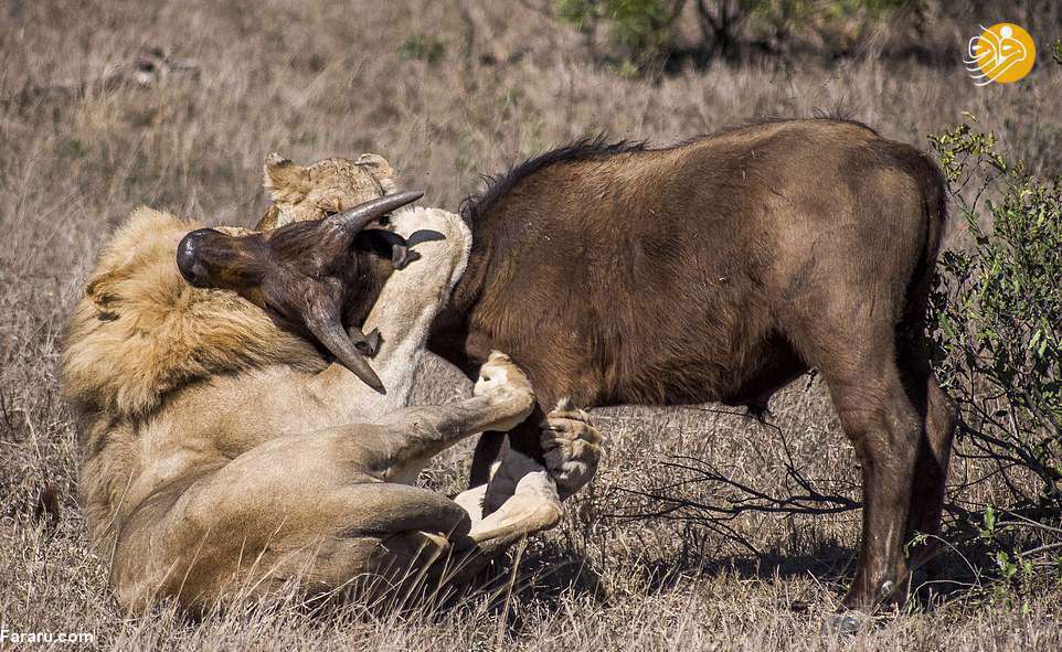 نبرد حماسی بوفالوها با شیرهای گرسنه 
