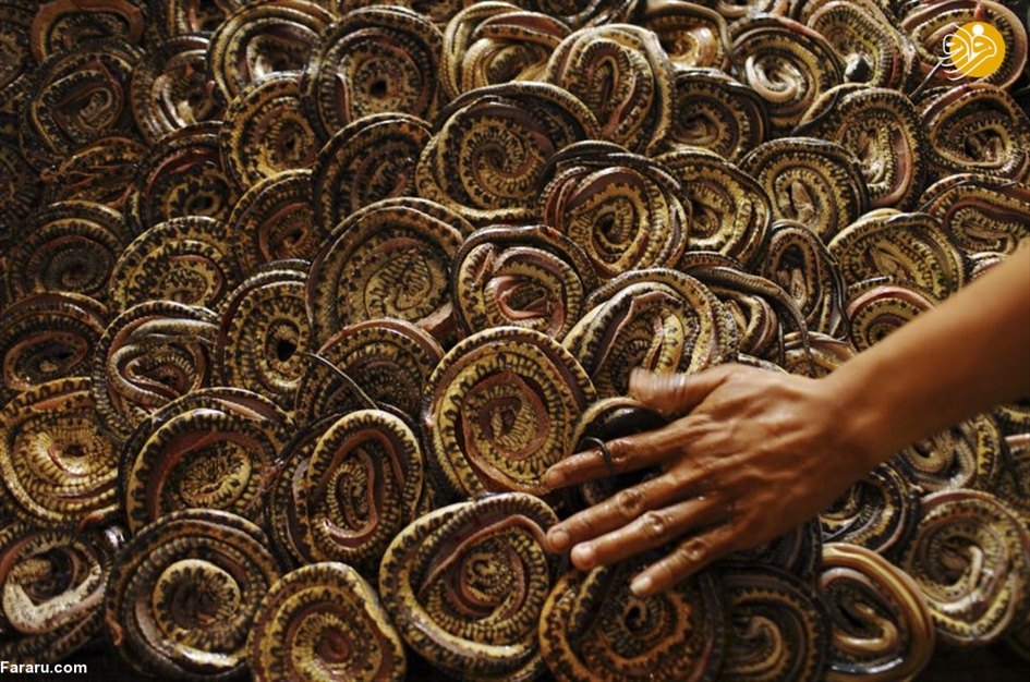 سلاخی مارها برای ساخت کیف و کفش! 