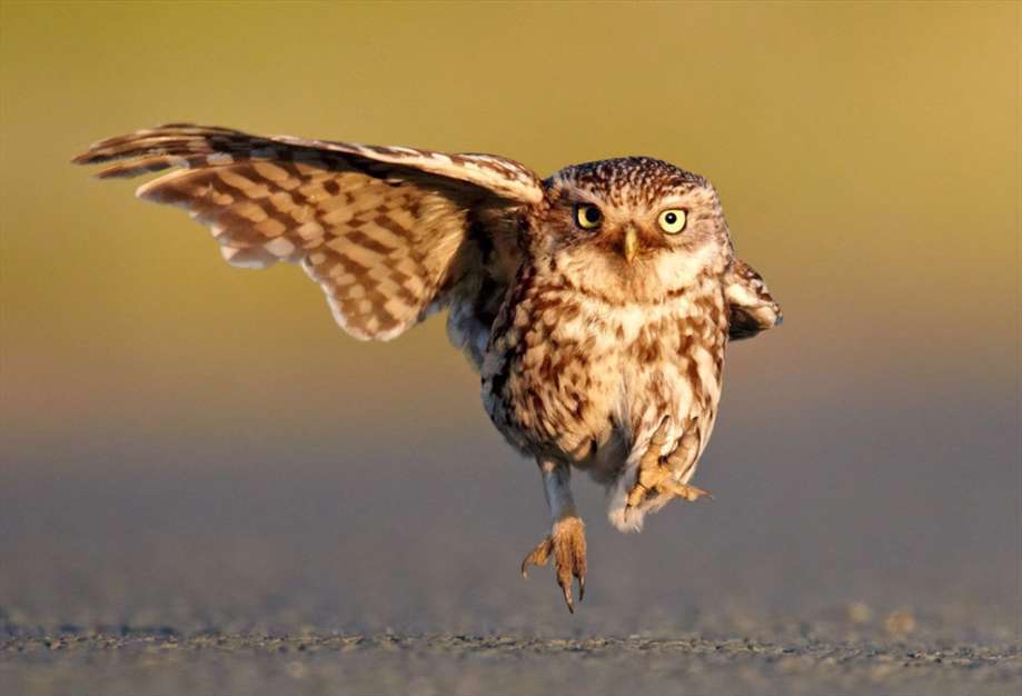 عکس های فوق العاده جالب و خنده دار حیوانات